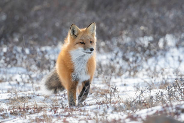 istock Red fox searching for food 1963245608