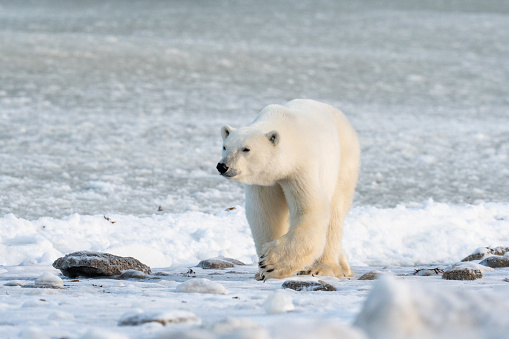 A polar bear walks along the shore of Hudson Bay near Churchill, Manitoba, in November waiting for the ice to freeze.