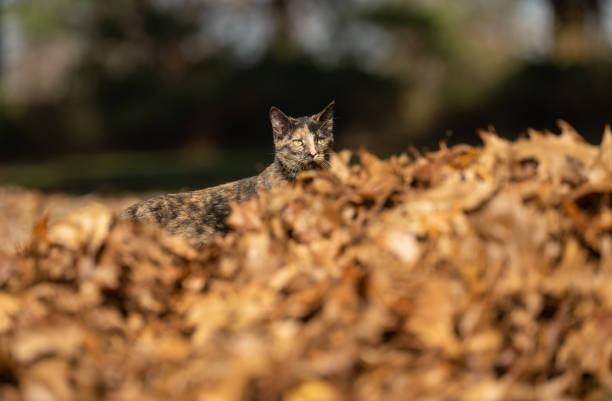 A cat peeks over a dry pile of leaves in a yard in fall.