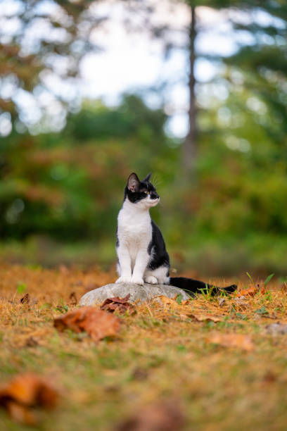 istock Cute black and white cat sitting on a rock 1963248223