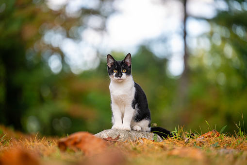 Cute black and white cat sitting on a rock outside with fall colors