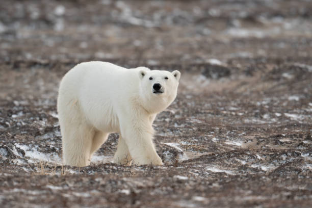 istock Polar bear walking towards Hudson Bay 1963248758
