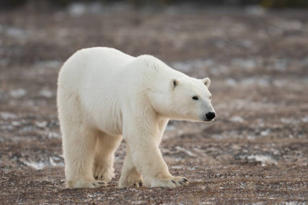 istock Polar bear walking towards Hudson Bay 1963248759