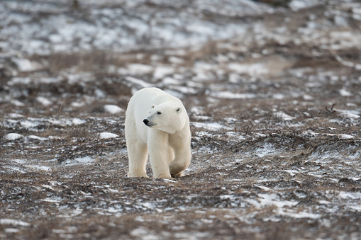 Polar bear walks over ground partially covered by snow while making its way towards Hudson Bay near Churchill, Manitoba