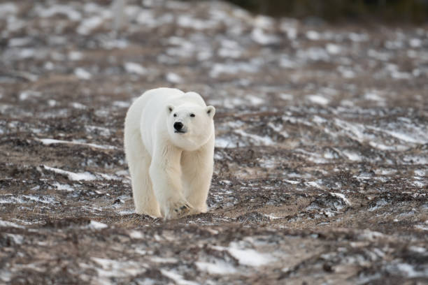 istock Polar bear walking towards Hudson Bay 1963248763