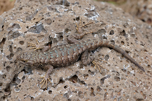 Spiny-tailed monitor (Varanus acantburus),  watching the prey