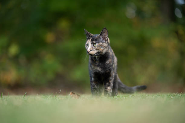 A tortoseshell cat in an open field with green grass with woods in the background