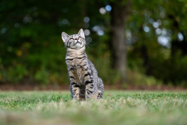Portrait of cute tabby cat outdoors with green background in summer