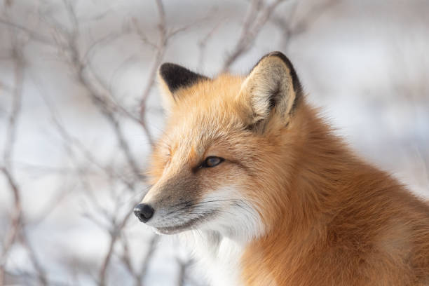 istock Portrait of a red fox 1963250862