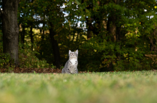 Cute tabby cat outside in a yard with green grass and trees in the background
