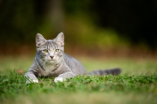Gray tabby cat laying down in the grass and preparing to pounce in a yard.