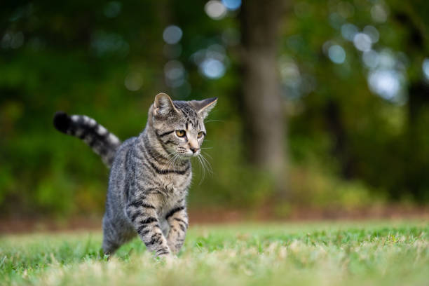 istock Portrait of cute tabby kitten 1963251389