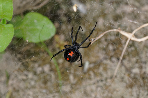 a spider captures food in her web in Aransas National wildlife Refuge