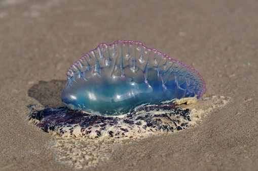 Jelly fish wash up on the beach of Padre Island, Texas