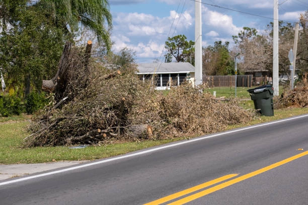 istock Cut down and fallen trees branches disposed in heaps on street side after hurricane severely damaged houses in Florida mobile home residential area. Consequences of natural disaster 1963259166