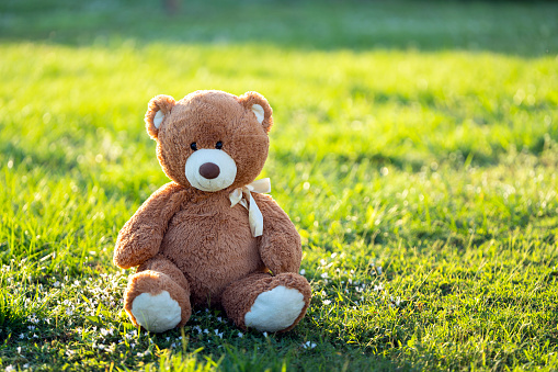 Concept of childhood. Big plush teddy bear sitting alone on green grass lawn in summer.