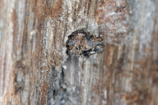 The dead beetle, weevil (Curculionidae) was stuck in the wood and could not leave the place of development.