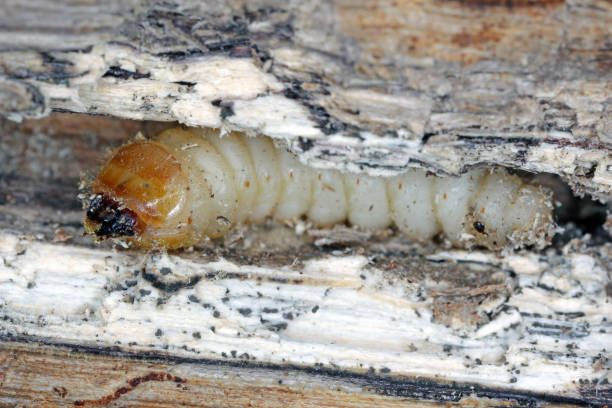 larva of the beetle from family cerambycidae (longhorn beetles). - cerambycidae zdjęcia i obrazy z banku zdjęć