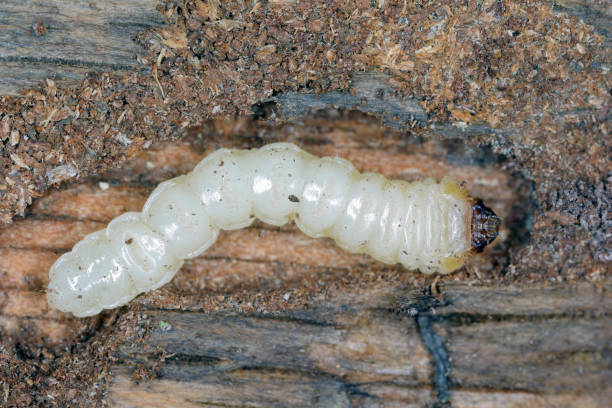 larva of the beetle from family cerambycidae (longhorn beetles). - cerambycidae zdjęcia i obrazy z banku zdjęć