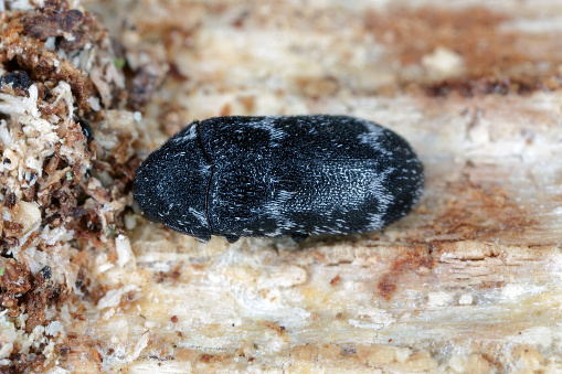 Beetle, Dermestidae, Megatoma undata on fir wood, macro photo.