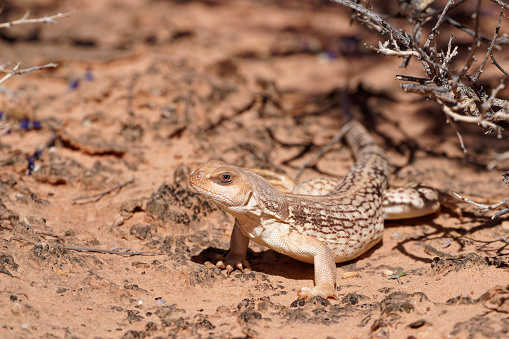 an Iguana searches for food in the Nevada desert