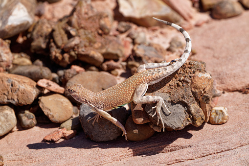 a lizard searches for food in southern Nevada