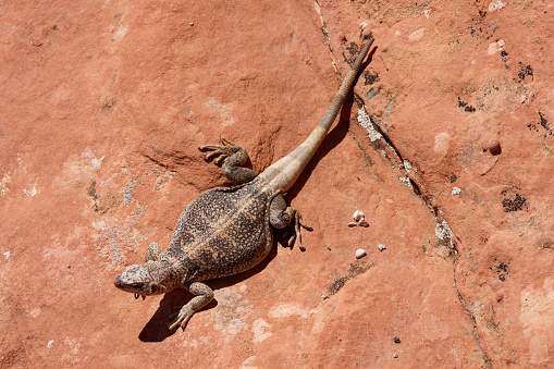 a lizards clings to a rock while sun bathing near Las Vegas, Nevada