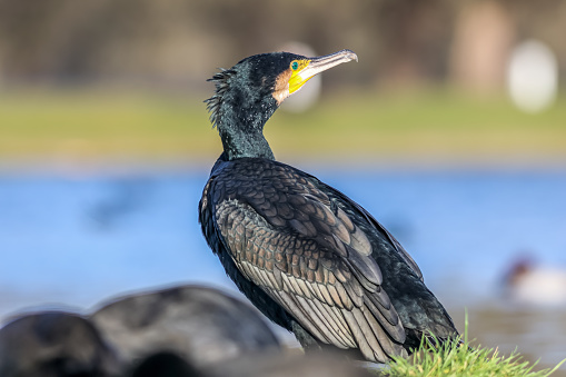 The great cormorant, known as the black shag in New Zealand and formerly also known as the great black cormorant across the Northern Hemisphere