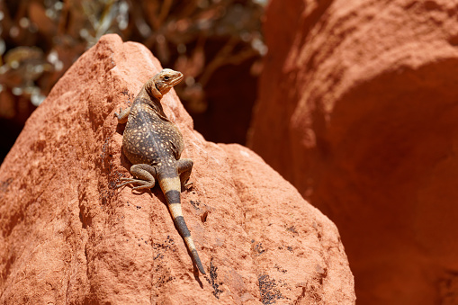 a lizards clings to a rock while sun bathing near Las Vegas, Nevada