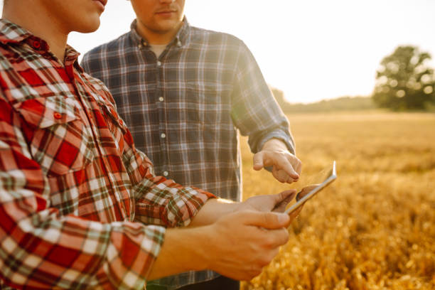 istock Two farmers standing in golden wheat field 1963274307