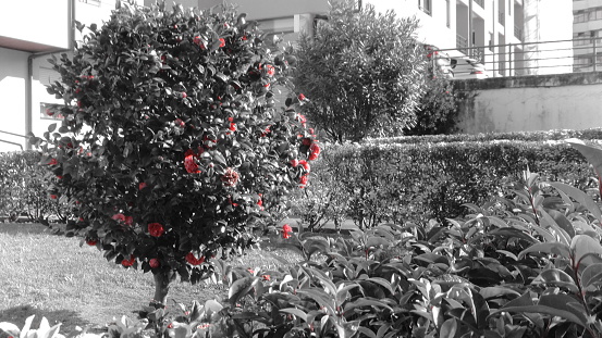 Picture of a flowering bush with a especial effect