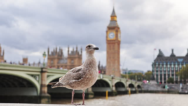 Big Ben steeple and clock face, Big Ben and the Houses of Parliament, Big Ben tower clock, Palace of Westminster, symbol of London, London with Big Ben and Westminster Bridge, westminster bridge, Seagull standing against the view of London