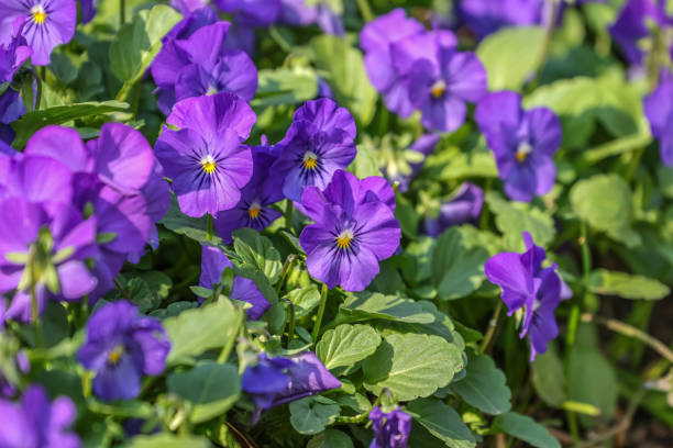 istock The garden pansy (Viola × wittrockiana) 1963303107
