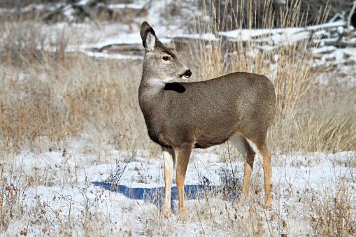 Mule Deer Doe in East Central Idaho.