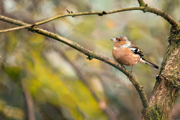 istock Tiny chaffinch bird sitting on a branch amidst the serene wilderness of a dense forest 1963322503