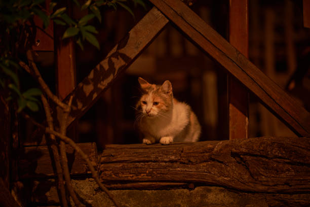 Cat sitting in a wooden window, Greece