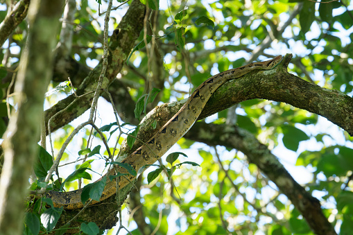 a Snake searches for a meal in a tree in Nicaragua