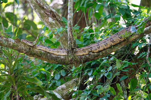a Snake searches for a meal in a tree in Nicaragua