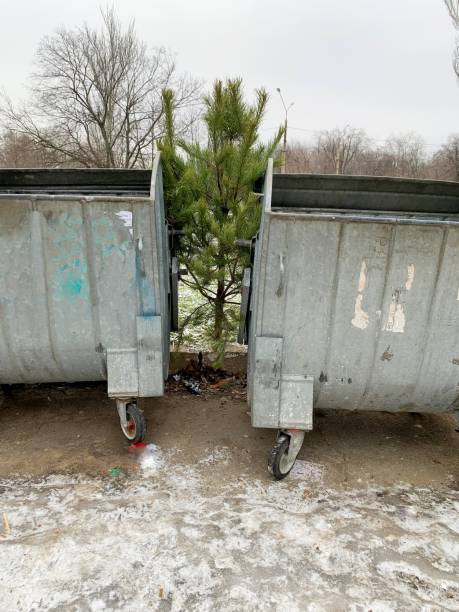 istock Ukraine. Kramatorsk 01/22/2024. Editorial illustrative. A natural Christmas tree thrown into the trash after the holidays are over. 1963345904