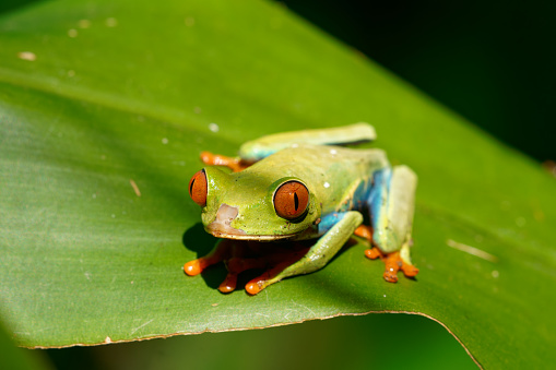 Frogs survive in the rain forest of Nicaragua