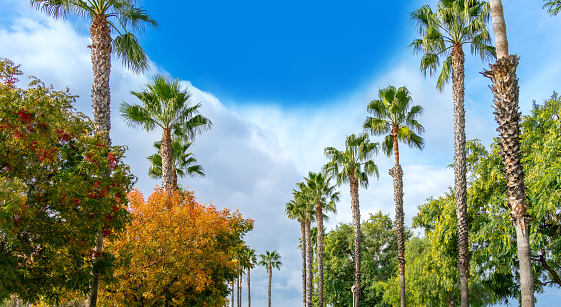 Palm trees in a row with cloudy blue sky