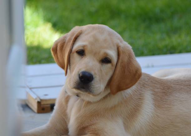 istock Yellow Labrador puppy 1963353740
