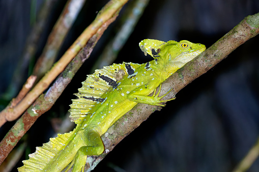 Jesus Lizards survive in the rain forests of Nicaragua