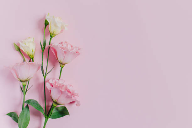 istock Beautiful white and pink Eustoma (Lisianthus) flowers on a pink pastel background. 1963364111