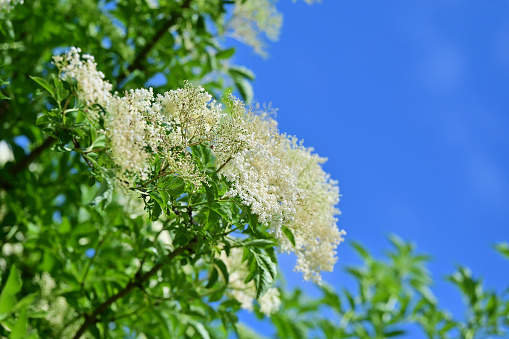 Elderflowers in spring - The best-known type of elderberry is the black elderberry, which in today's parlance is usually shortened to elderberry, in northern Germany often referred to as lilac berry bush and in the Palatinate, Old Bavaria and Austria as holler.