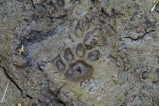 Jaguar tracks in the mud in the rain forest of Nicaragua