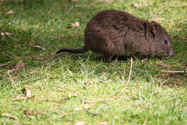 긴 코 포토루의 측면도 - potoroo 뉴스 사진 이미지