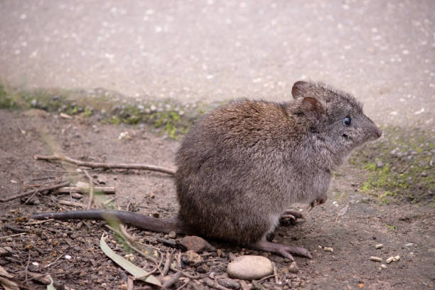 a side view of a long nosed potoroo - potoroo 뉴스 사진 이미지
