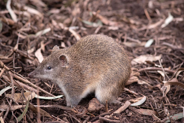 istock a side view of a  southern brown bandicoot 1963376486