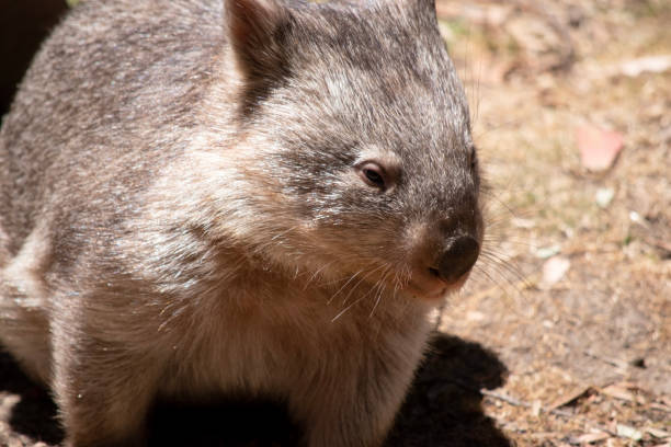istock this is a close up of a common wombat 1963378549